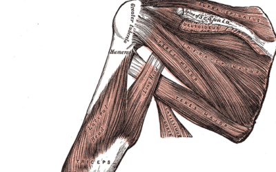 Muskelknuter og triggerpunkter