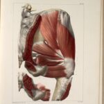 Anatomisk illustrasjon av setemuskulaturen