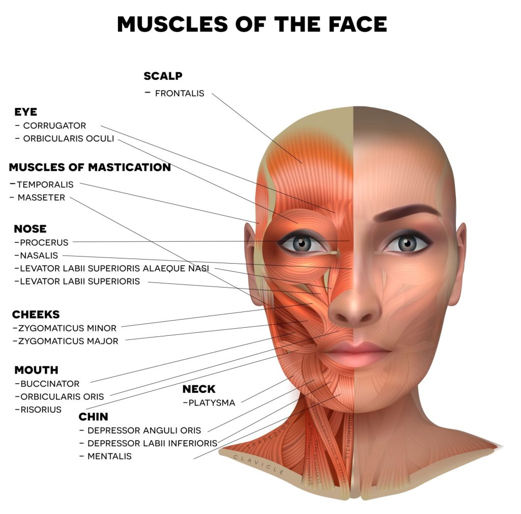 Botosx pris: bilde av ansiktsmuskulatur. botox masseter behandling består i å injisere masseter muskelen som er en av musklene på denne illustrasjonen
