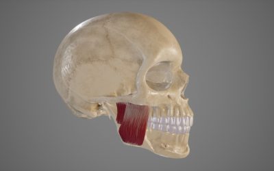 Masseter – utredning og symptomlindring