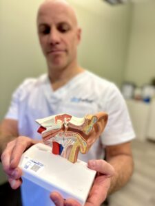 Bilde av kiropraktor som viser ulike mulige svimmelhet årsaker, inkludert problemer i balanseorganet, blodtrykk, nakkeplager og andre medisinske tilstander, bilde av kiropraktor som holder anatomisk modell av det indre øret der mye av årsakene til svimmelhet ligger